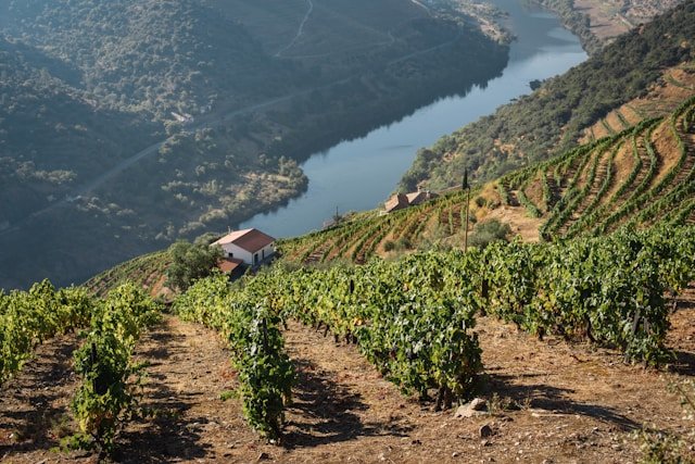 Image of the Douro Valley. Douro Wines.